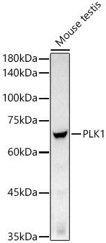 PLK1 Rabbit Monoclonal Antibody