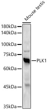 PLK1 Rabbit Monoclonal Antibody - Image 2