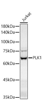 PLK1 Rabbit Monoclonal Antibody - Image 3