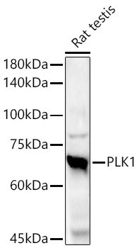 PLK1 Rabbit Monoclonal Antibody - Image 5