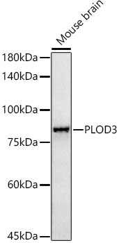 PLOD3 Rabbit Monoclonal Antibody - Image 2