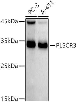 PLSCR3 Rabbit Monoclonal Antibody - Image 2