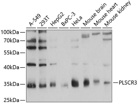 PLSCR3 Rabbit Polyclonal Antibody