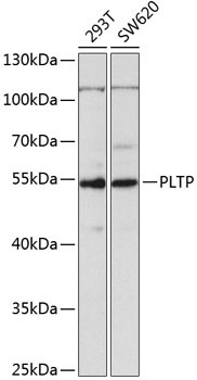 PLTP Rabbit Polyclonal Antibody
