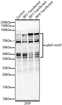 plxIS motif Rabbit Polyclonal Antibody
