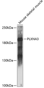 PLXNA3 Rabbit Polyclonal Antibody