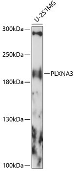PLXNA3 Rabbit Polyclonal Antibody