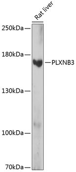 PLXNB3 Rabbit Polyclonal Antibody