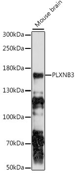 PLXNB3 Rabbit Polyclonal Antibody