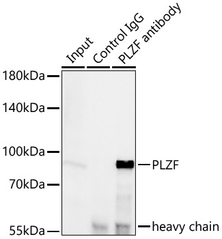 PLZF Rabbit Monoclonal Antibody - Image 5