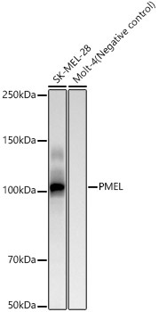 PMEL Rabbit Monoclonal Antibody