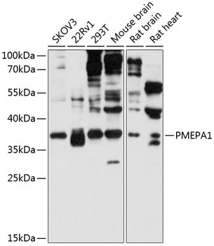 PMEPA1 Rabbit Polyclonal Antibody