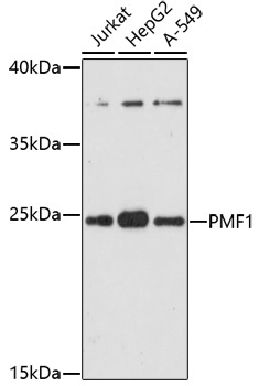 PMF1 Rabbit Polyclonal Antibody