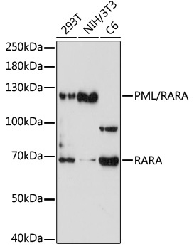 PML/RARA Rabbit Polyclonal Antibody