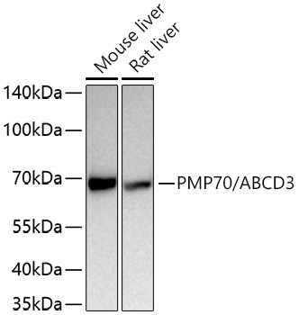 PMP70/ABCD3 Rabbit Polyclonal Antibody