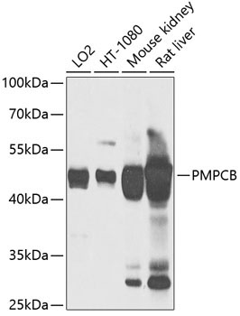 PMPCB Rabbit Polyclonal Antibody