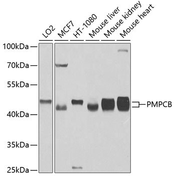 PMPCB Rabbit Polyclonal Antibody