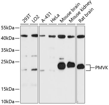 PMVK Rabbit Polyclonal Antibody