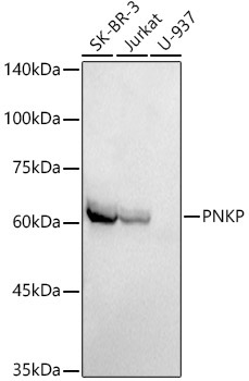 PNKP Rabbit Monoclonal Antibody