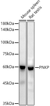 PNKP Rabbit Monoclonal Antibody - Image 2