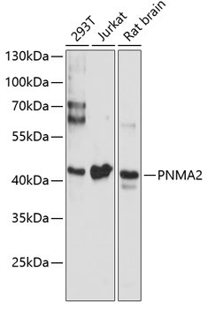 PNMA2 Rabbit Polyclonal Antibody