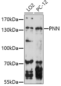 PNN Rabbit Polyclonal Antibody