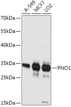 PNO1 Rabbit Polyclonal Antibody