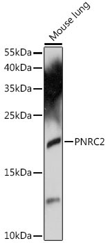 PNRC2 Rabbit Polyclonal Antibody