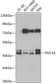 POC1A Rabbit Polyclonal Antibody