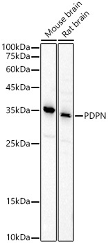 Podoplanin Rabbit Polyclonal Antibody - Image 2