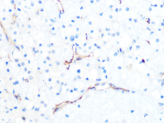 PODXL Rabbit Monoclonal Antibody - Image 2
