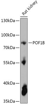 POF1B Rabbit Polyclonal Antibody