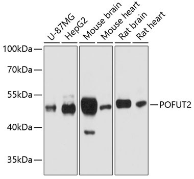 POFUT2 Rabbit Polyclonal Antibody