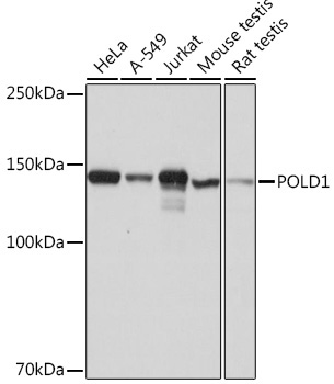 POLD1 Rabbit Monoclonal Antibody