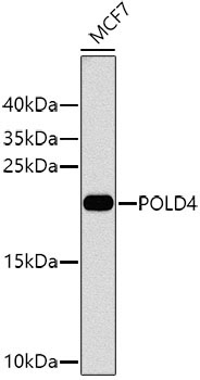 POLD4 Rabbit Polyclonal Antibody