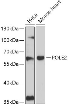 POLE2 Rabbit Polyclonal Antibody