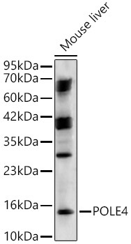 POLE4 Rabbit Polyclonal Antibody