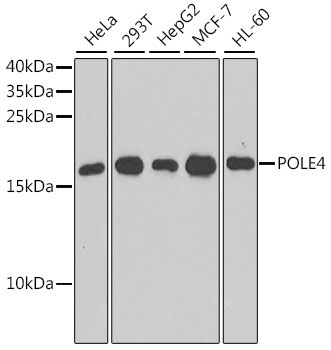 POLE4 Rabbit Polyclonal Antibody