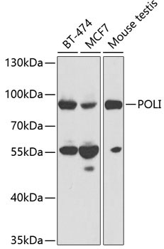 POLI Rabbit Polyclonal Antibody