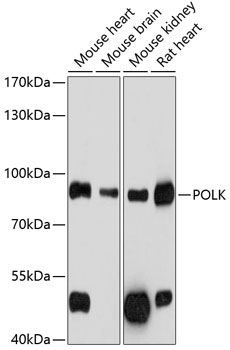 POLK Rabbit Polyclonal Antibody