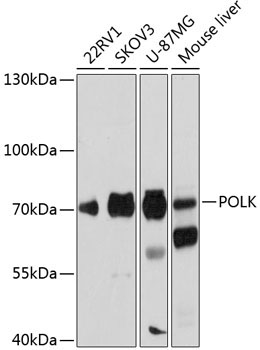 POLK Rabbit Polyclonal Antibody - Image 2