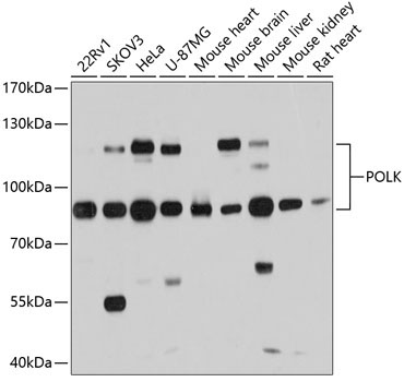 POLK Rabbit Polyclonal Antibody - Image 3