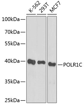 POLR1C Rabbit Polyclonal Antibody