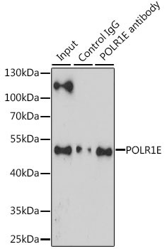 POLR1E Rabbit Polyclonal Antibody - Image 2