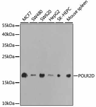 POLR2D Rabbit Polyclonal Antibody