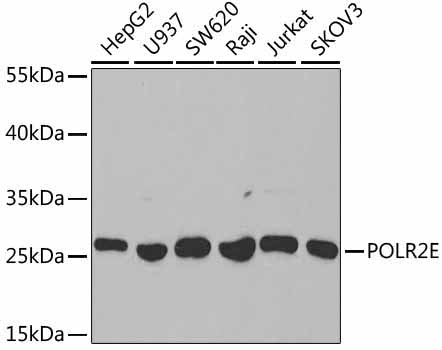 POLR2E Rabbit Polyclonal Antibody