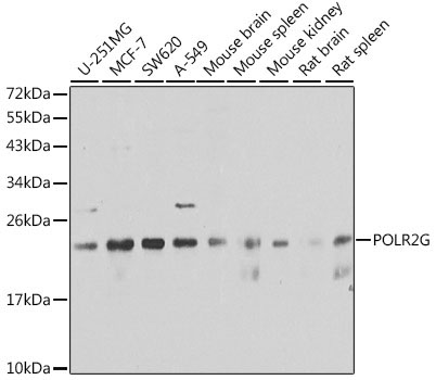 POLR2G Rabbit Polyclonal Antibody