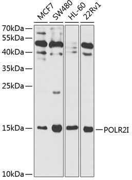 POLR2I Rabbit Polyclonal Antibody