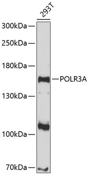 POLR3A Rabbit Polyclonal Antibody