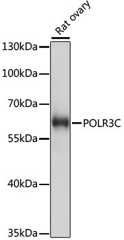 POLR3C Rabbit Polyclonal Antibody